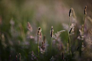 《艾尔登法环》获得日本数字媒体协会奖及大奖提名